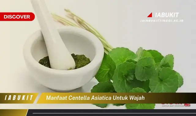 Keajaiban Centella Asiatica: Rahasia Kulit Sehat dan Lebih Banyak Lagi Keajaiban Centella Asiatica: Rahasia Kulit Sehat dan Lebih Banyak Lagi