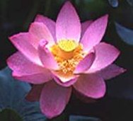 logo padma