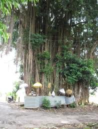 tempek uduh arbol vestido