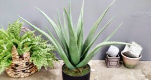 Aloe Vera: Rahasia Kulit Sehat dan Glowing yang Tersembunyi dalam Tanaman Lidah Buaya