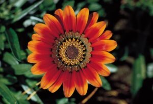 Flower Garden Hits: Memahami Daya Tarik dan Cara Menciptakan Taman Bunga Impian Anda