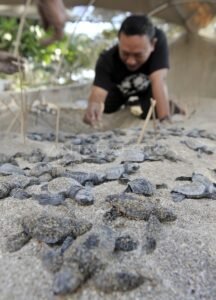 Wisata Konservasi: Menyelami Keindahan Alam Sambil Berkontribusi pada Pelestarian Lingkungan