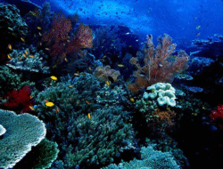 Bunaken Menjadi Destinasi Bahari Favorit Wisatawan Dunia